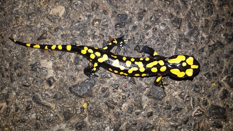 Salamandra infraimmaculata  photographed by רמדאן עיסא 