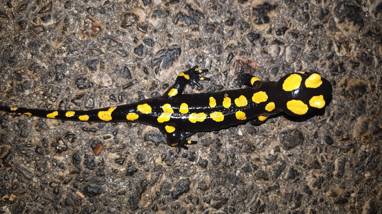 Salamandra infraimmaculata  photographed by רמדאן עיסא 