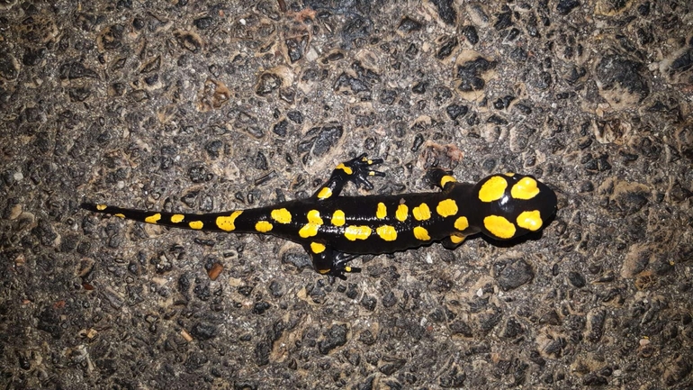 Salamandra infraimmaculata  photographed by רמדאן עיסא 