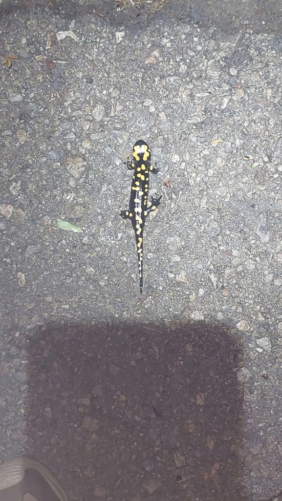 Salamandra infraimmaculata  photographed by רמדאן עיסא 