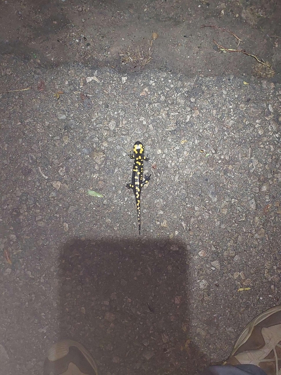 Salamandra infraimmaculata  photographed by רמדאן עיסא 