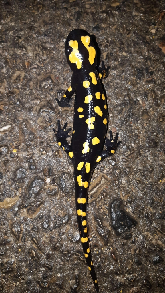 Salamandra infraimmaculata  photographed by רמדאן עיסא 