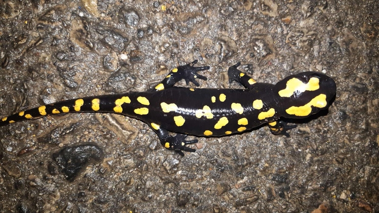 Salamandra infraimmaculata  photographed by רמדאן עיסא 