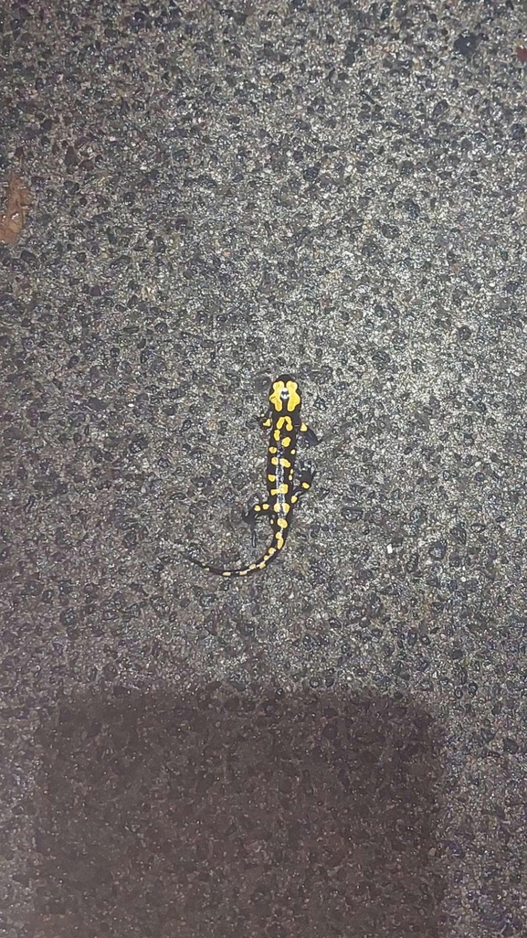 Salamandra infraimmaculata  photographed by רמדאן עיסא 