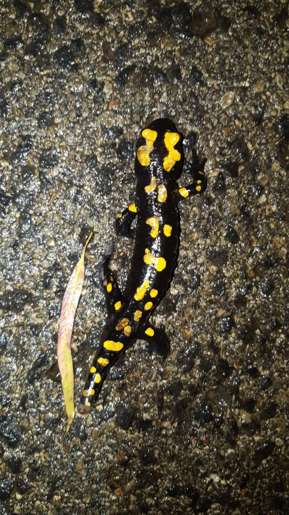 Salamandra infraimmaculata  photographed by רמדאן עיסא 