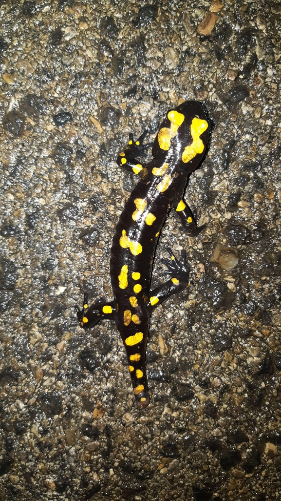 Salamandra infraimmaculata  photographed by רמדאן עיסא 