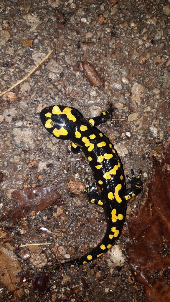 Salamandra infraimmaculata  photographed by רמדאן עיסא 