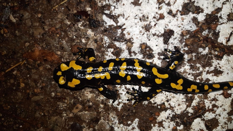 Salamandra infraimmaculata  photographed by רמדאן עיסא 