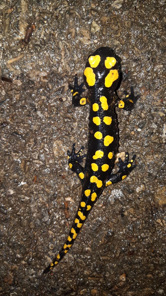 Salamandra infraimmaculata  photographed by רמדאן עיסא 