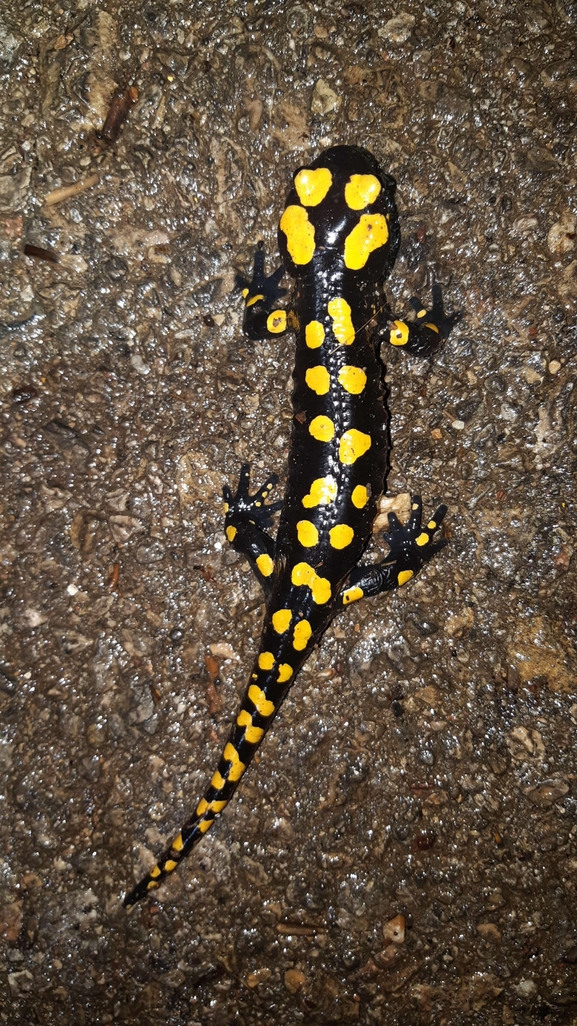 Salamandra infraimmaculata  photographed by רמדאן עיסא 