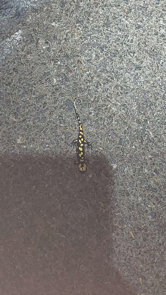 Salamandra infraimmaculata  photographed by רמדאן עיסא 