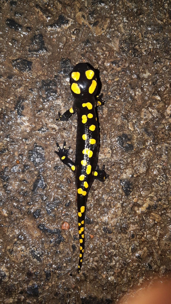 Salamandra infraimmaculata  photographed by רמדאן עיסא 