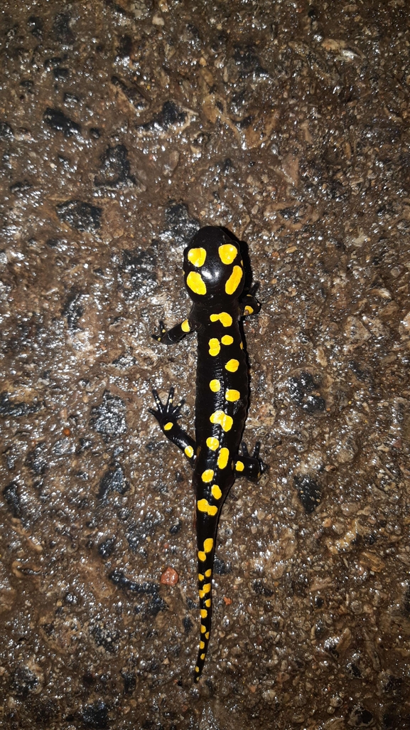 Salamandra infraimmaculata  photographed by רמדאן עיסא 