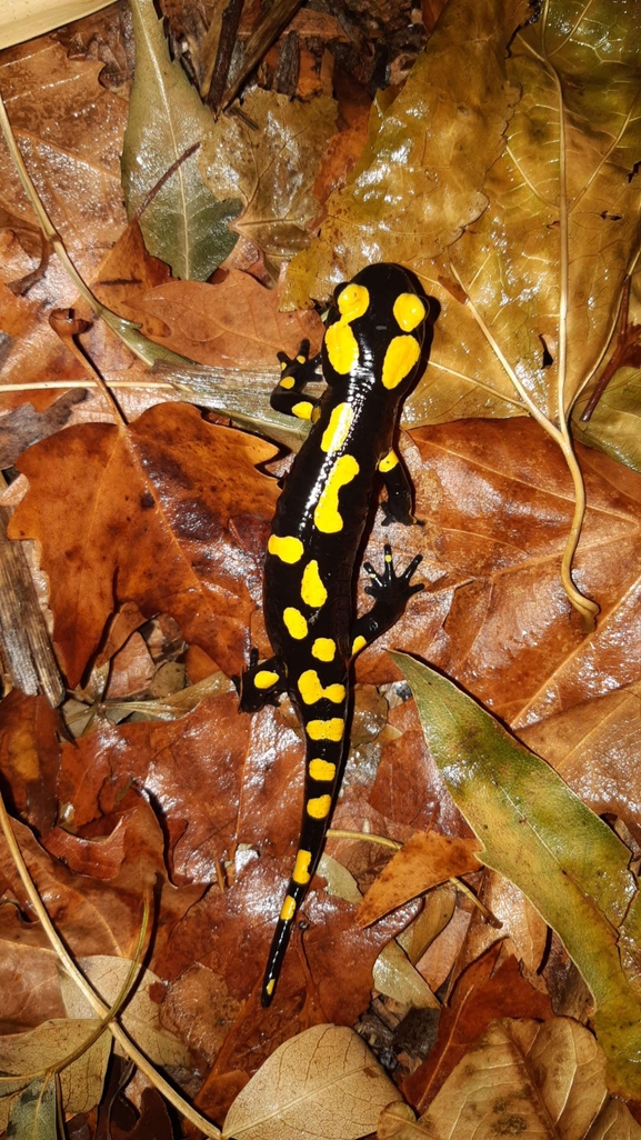 Salamandra infraimmaculata  photographed by רמדאן עיסא 