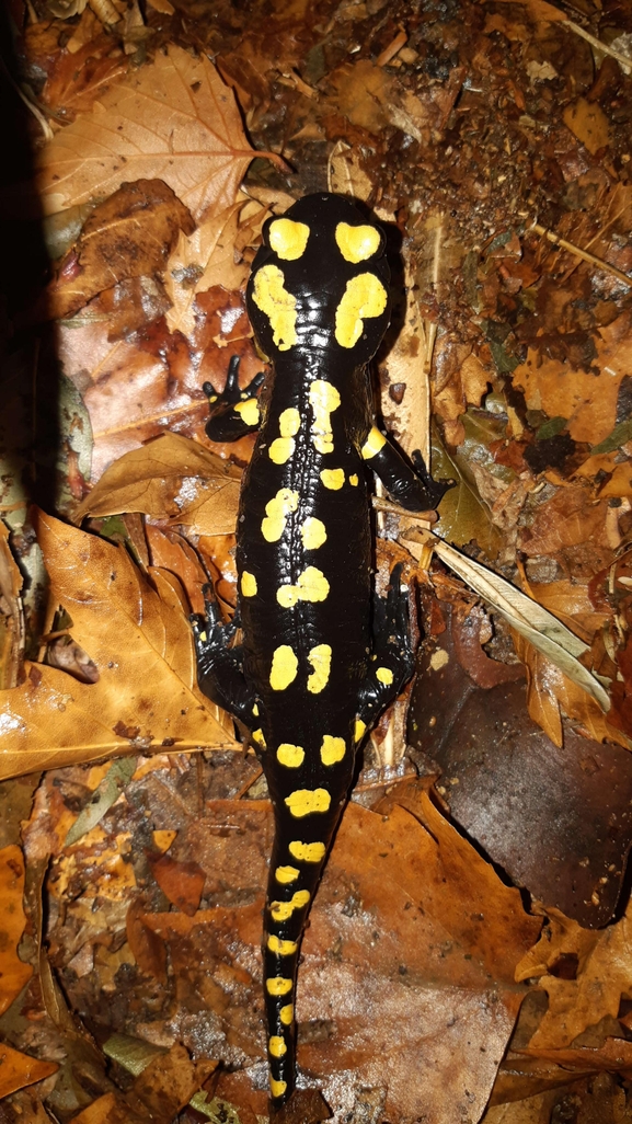 Salamandra infraimmaculata  photographed by רמדאן עיסא 