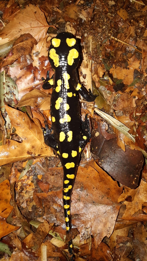 Salamandra infraimmaculata  photographed by רמדאן עיסא 