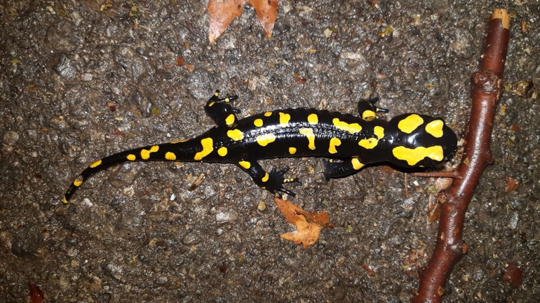 Salamandra infraimmaculata  photographed by רמדאן עיסא 