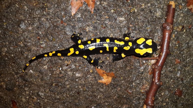 Salamandra infraimmaculata  photographed by רמדאן עיסא 