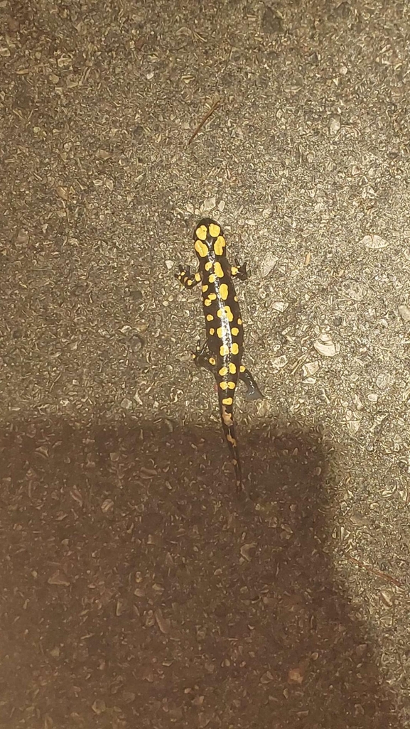 Salamandra infraimmaculata  photographed by רמדאן עיסא 