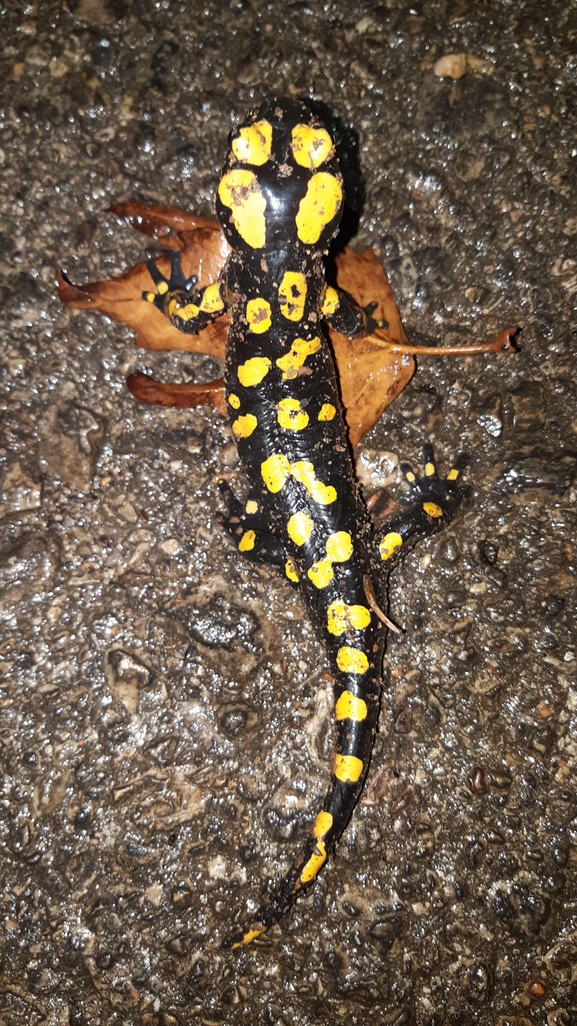 Salamandra infraimmaculata  photographed by רמדאן עיסא 