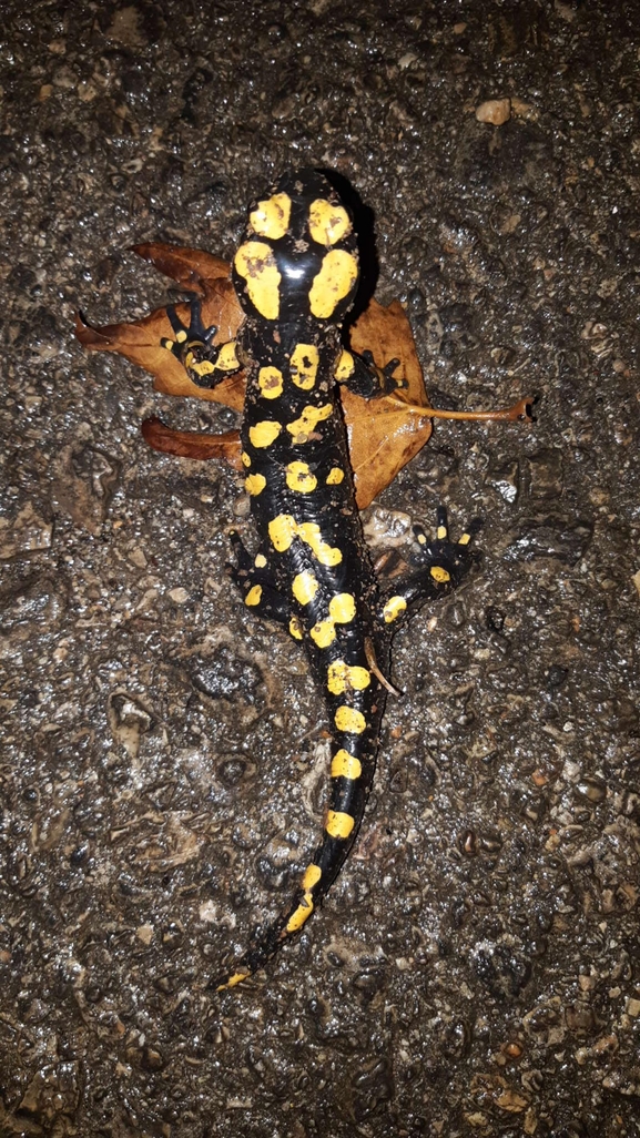 Salamandra infraimmaculata  photographed by רמדאן עיסא 