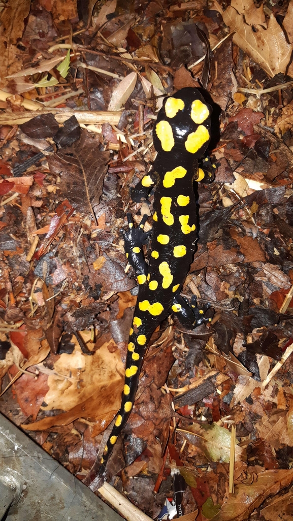 Salamandra infraimmaculata  photographed by רמדאן עיסא 