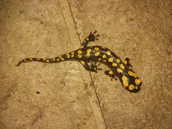 Salamandra infraimmaculata  photographed by רמדאן עיסא 