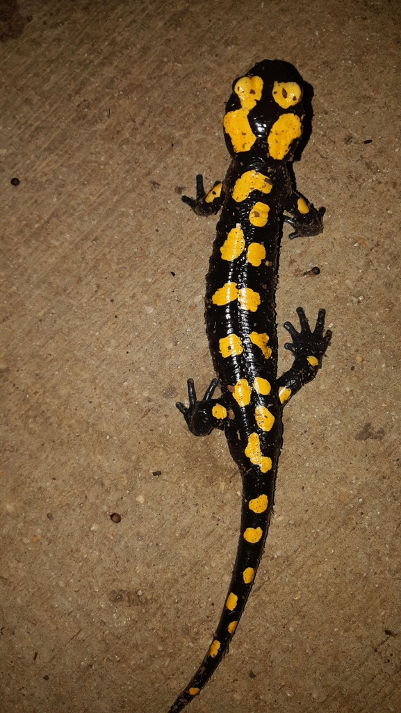 Salamandra infraimmaculata  photographed by רמדאן עיסא 