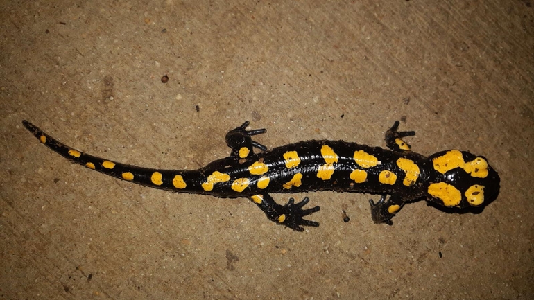 Salamandra infraimmaculata  photographed by רמדאן עיסא 