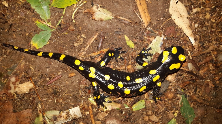 Salamandra infraimmaculata  photographed by רמדאן עיסא 