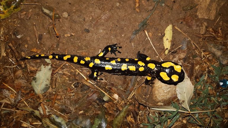 Salamandra infraimmaculata  photographed by רמדאן עיסא 