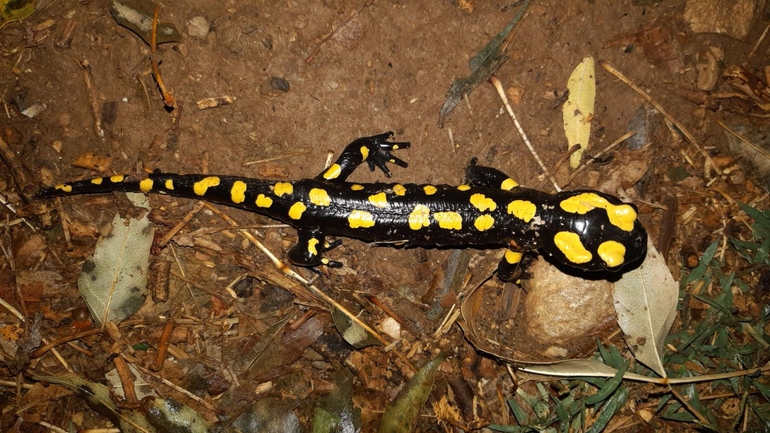 Salamandra infraimmaculata  photographed by רמדאן עיסא 