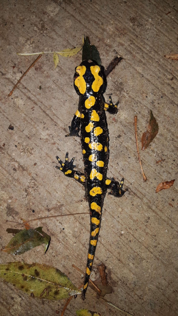 Salamandra infraimmaculata  photographed by רמדאן עיסא 