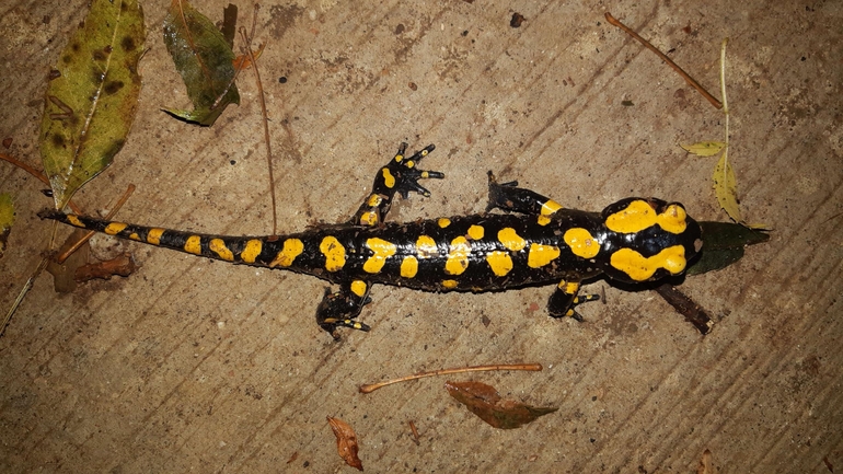 Salamandra infraimmaculata  photographed by רמדאן עיסא 