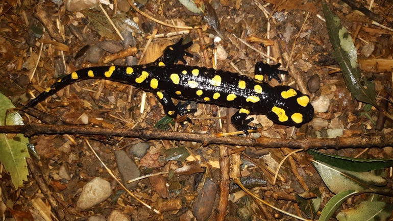 Salamandra infraimmaculata  photographed by רמדאן עיסא 