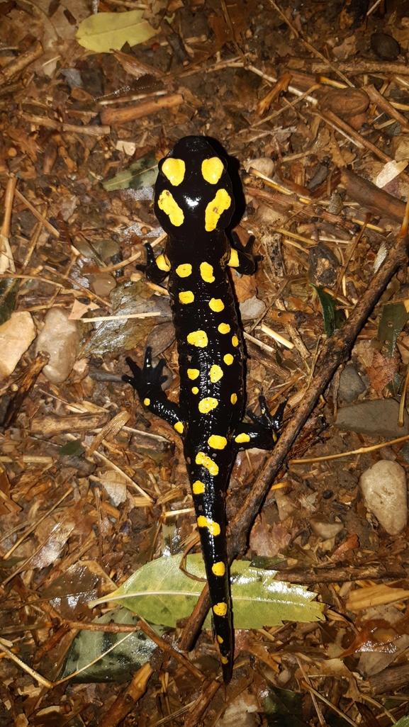 Salamandra infraimmaculata  photographed by רמדאן עיסא 