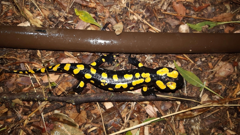 Salamandra infraimmaculata  photographed by רמדאן עיסא 