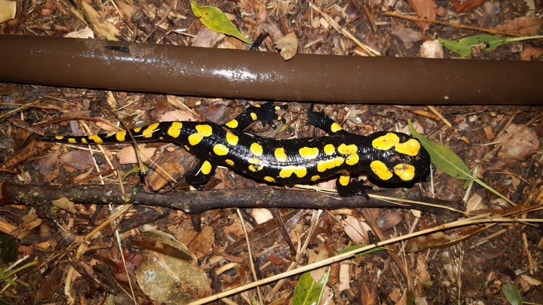 Salamandra infraimmaculata  photographed by רמדאן עיסא 