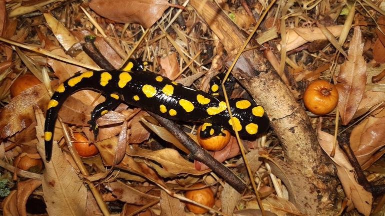 Salamandra infraimmaculata  photographed by רמדאן עיסא 