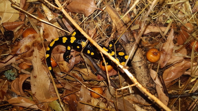 Salamandra infraimmaculata  photographed by רמדאן עיסא 