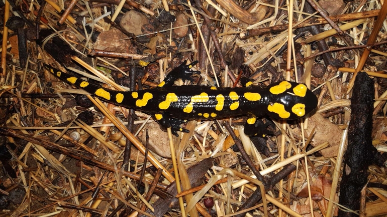 Salamandra infraimmaculata  photographed by רמדאן עיסא 