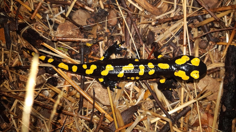 Salamandra infraimmaculata  photographed by רמדאן עיסא 