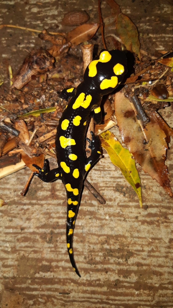 Salamandra infraimmaculata  photographed by רמדאן עיסא 