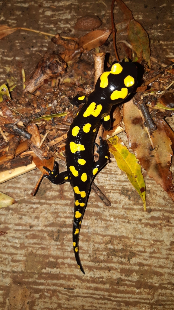 Salamandra infraimmaculata  photographed by רמדאן עיסא 