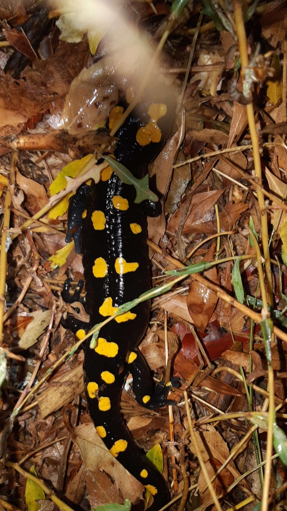 Salamandra infraimmaculata  photographed by רמדאן עיסא 