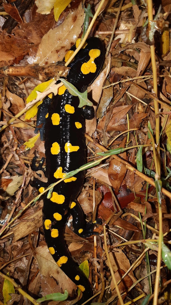 Salamandra infraimmaculata  photographed by רמדאן עיסא 