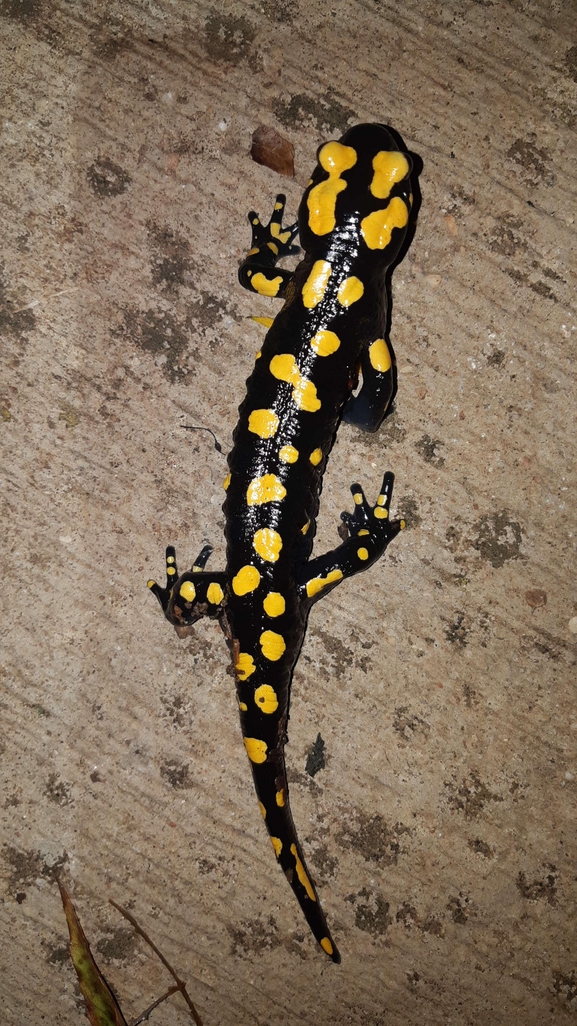 Salamandra infraimmaculata  photographed by רמדאן עיסא 