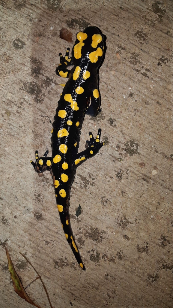 Salamandra infraimmaculata  photographed by רמדאן עיסא 