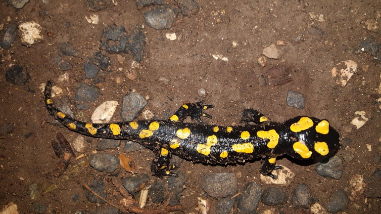 Salamandra infraimmaculata  photographed by רמדאן עיסא 