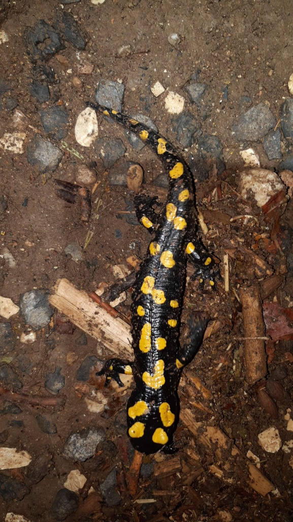 Salamandra infraimmaculata  photographed by רמדאן עיסא 